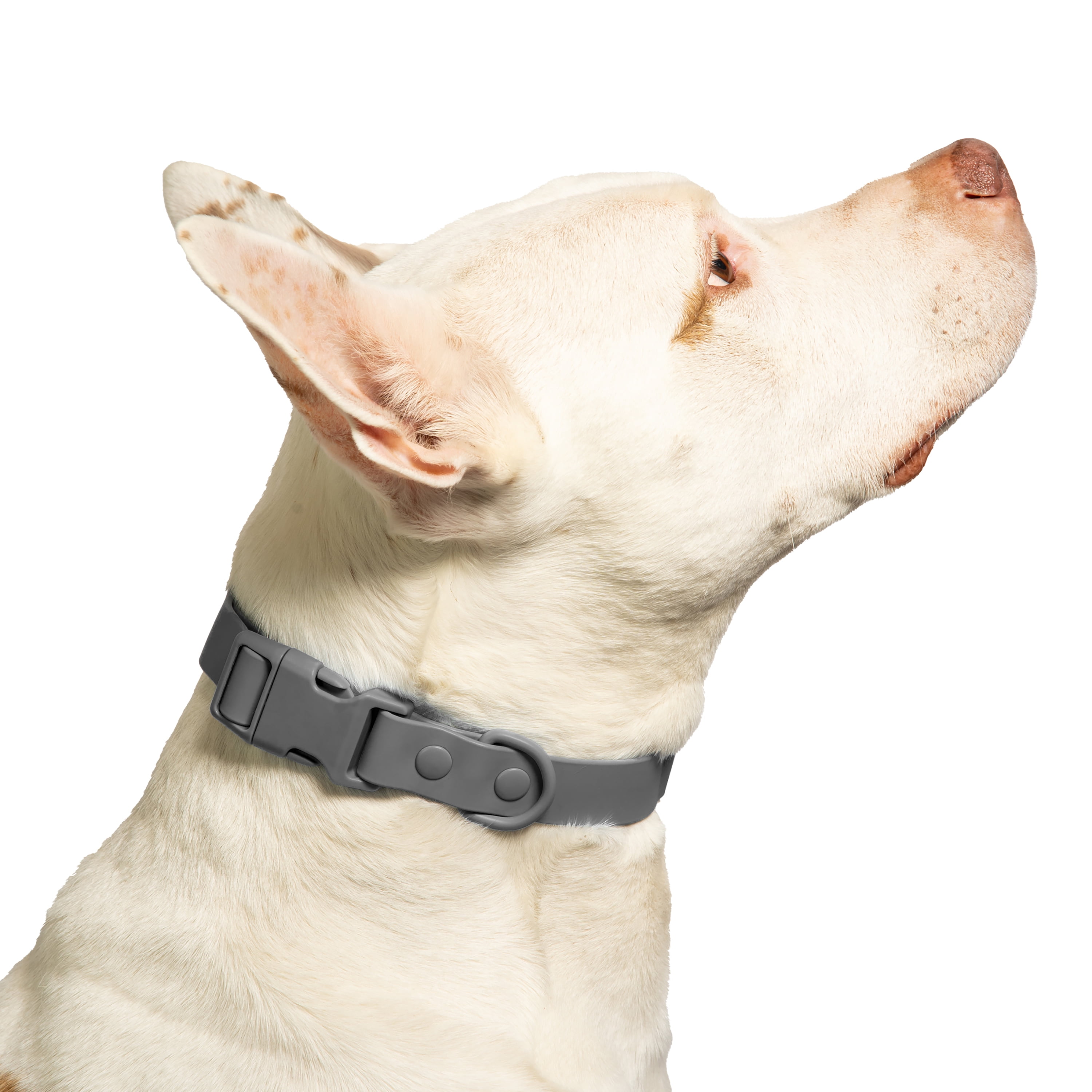 【新品未使用】NEIGHBORHOOD DOG COLLAR WIDE グレー Vibrant Life Water Resistant Adjustable Dog Collar, Gray, L