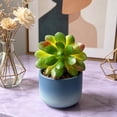 thumbnail image 3 of KGJQ Mini Artificial Succulents Realistic Fake Small Cactus Plants Colorful Faux Flocked Unpotted Plants for Garden Flower Pot Kitchen Home Decor, 3 of 8