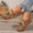 Camel, variant on Loafers for Women Square Toe Vintage Comfy Flats Casual Fashion Strap Design Suede Slip On Shoes