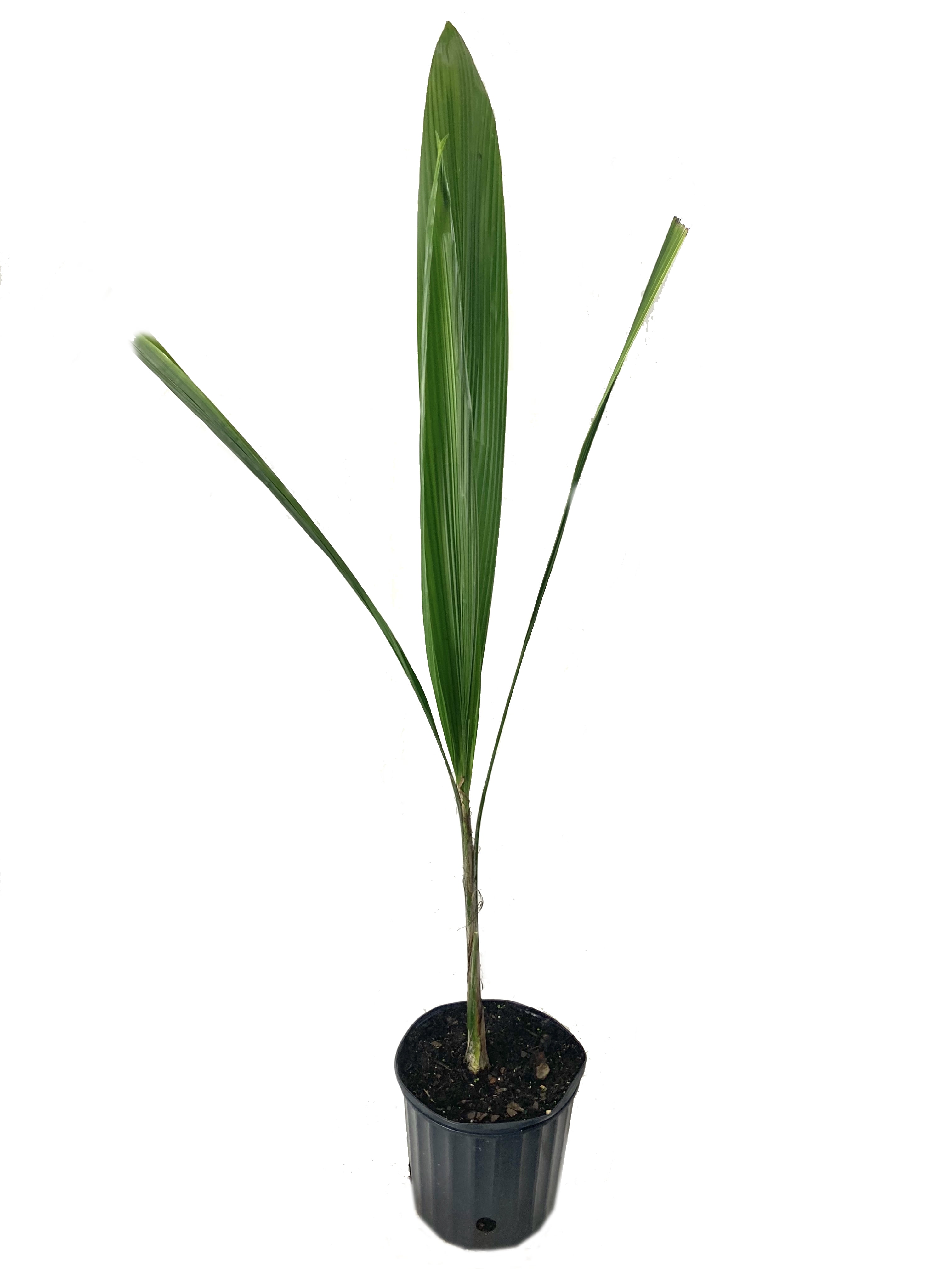 Queen Palm - Live Plant in a 10 inch Growers Pot - Arecastrum ...