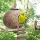 thumbnail image 3 of Escondite de coco 100 % natural con escalera, juguete para pájaros y animales pequeños,11 Feliz Sencillez, 3 of 5