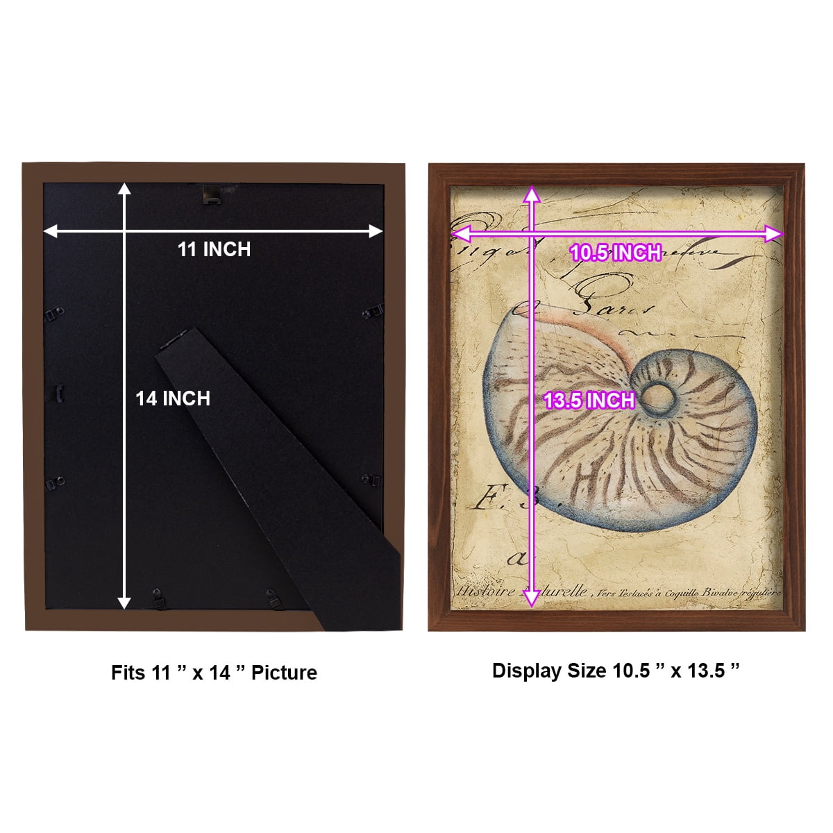 Seashell Ephemera II - Framed Print w/glass - Chestnut