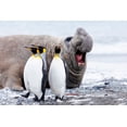 thumbnail image 2 of Goff, Ellen B. 14x11 White Modern Wood Framed Museum Art Print Titled - Southern Ocean-South Georgia-Salisbury Plain-king penguin-southern elephant seal, 2 of 4