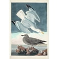 thumbnail image 2 of Audubon, John James 23x32 Black Ornate Wood Framed with Double Matting Museum Art Print Titled - Pl 291 Herring Gull, 2 of 4