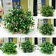 thumbnail image 1 of Gwong Decoración hogareña 15 cabezas Artificial Aglaia Odorata Flores Plantas Inicio Boda Decoración de la fiesta Gwong 91551, 1 of 6