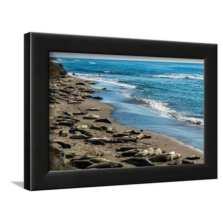 Piedras Blancas Elephant Seal - Elephant Seals on the beach, Piedras Blancas, San Simeon, California, USA Framed Print Wall Art