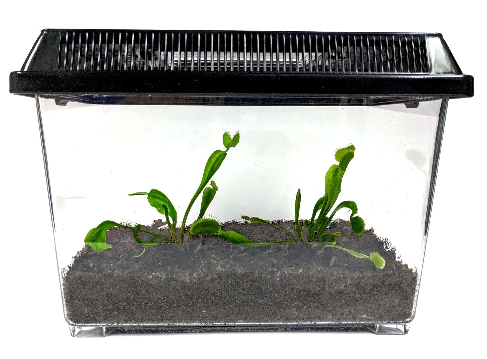 2 LIVE Adult Venus Flytraps in DELUXE 1 Gallon Carnivorous Plant