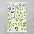 thumbnail image 2 of Iowa Wildflowers Poster - Native Woodland Blooms - Educational Science Chart of Iowa Flowers, 2 of 5