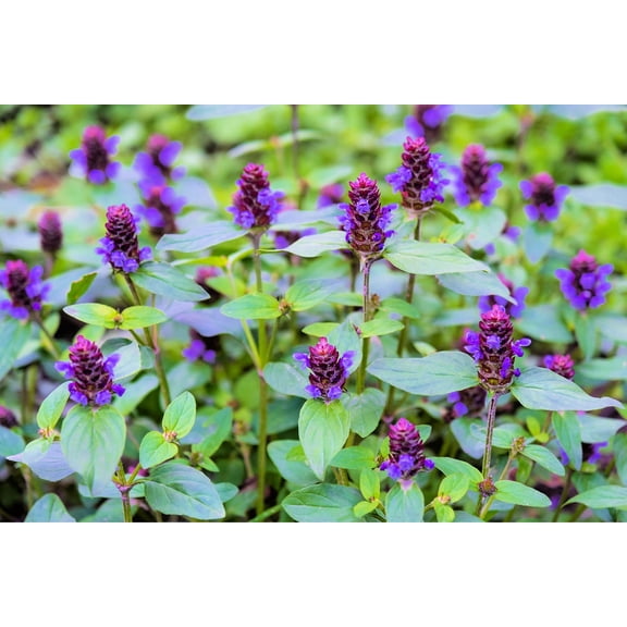 Heal All Plant Seeds for Planting (50 Seeds) - Prunella vulgaris