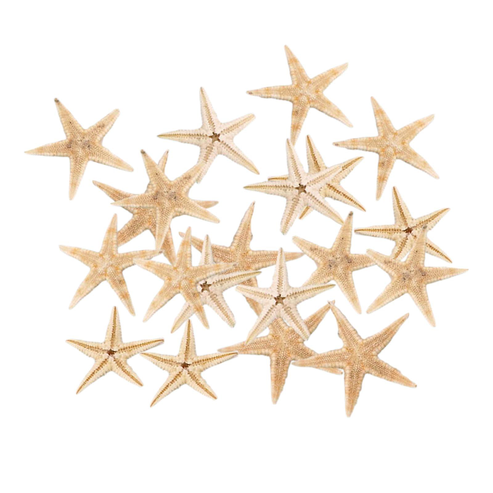 100pcs Sea Star Shell Starfish Craft Beach Mini Decor Miniature DIY 6A 