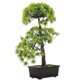 thumbnail image 1 of NUOLUX Bonsái Falso Decorativo Verde Ideal Para Escritorio Y Estantería Sin Mantenimiento, 1 of 6