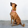 thumbnail image 4 of Bamboohart Anti Barking Device for Dogs Collar Multi-functional, 4 of 8