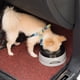 thumbnail image 2 of Pet Dog Bowl Floating Not Wet Mouth Cats Bowl Non-Sprinkling Water Dispenser Plastic Portable Dog Drinking Bowl Pet Supplies, 2 of 5
