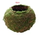 thumbnail image 2 of 3x Japonés Bonsái Flor, Sphagnum Sustrato Planta Hidratante en, 2 of 7