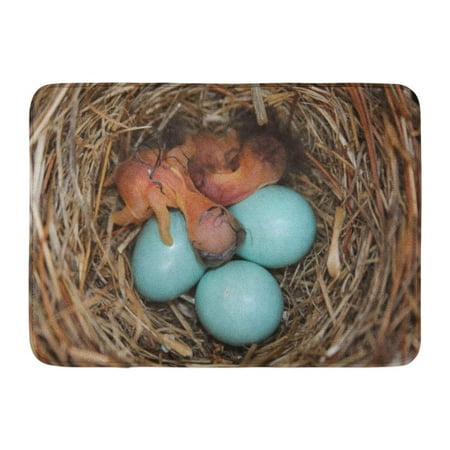 Eastern Bluebird Nest - GODPOK Brood Blue Animal Eastern Bluebird Sialia Sialis Nest with Eggs Hatching Colorful Bird Closeup Rug Doormat Bath Mat 23.6x15.7 inch