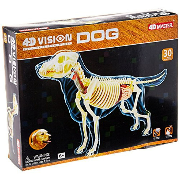 4D Full Skeleton Dog Anatomy Model By Famemaster