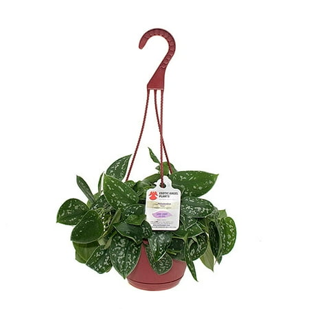Exotic Angel Plants 6.6" Silver Philo Ha