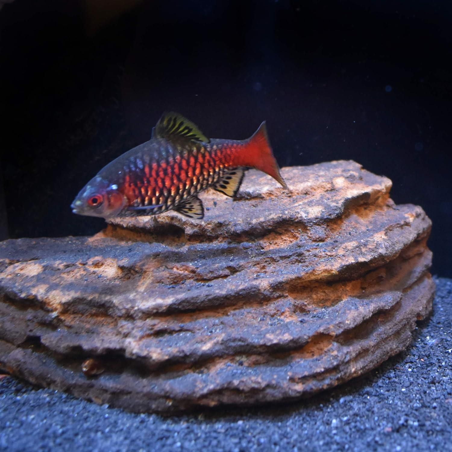 Seachem Neutral Regulator Water Treatment