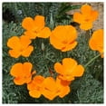 thumbnail image 2 of Everwilde Farms - 1 lb Orange California Poppy Native Wildflower Seeds - Gold Vault Bulk Seed Packet, 2 of 4