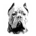 thumbnail image 2 of CafePress - Cane Corso Dog Throw Blanket - Soft Fleece Throw Blanket, 50"x60" for All Ages, 2 of 2