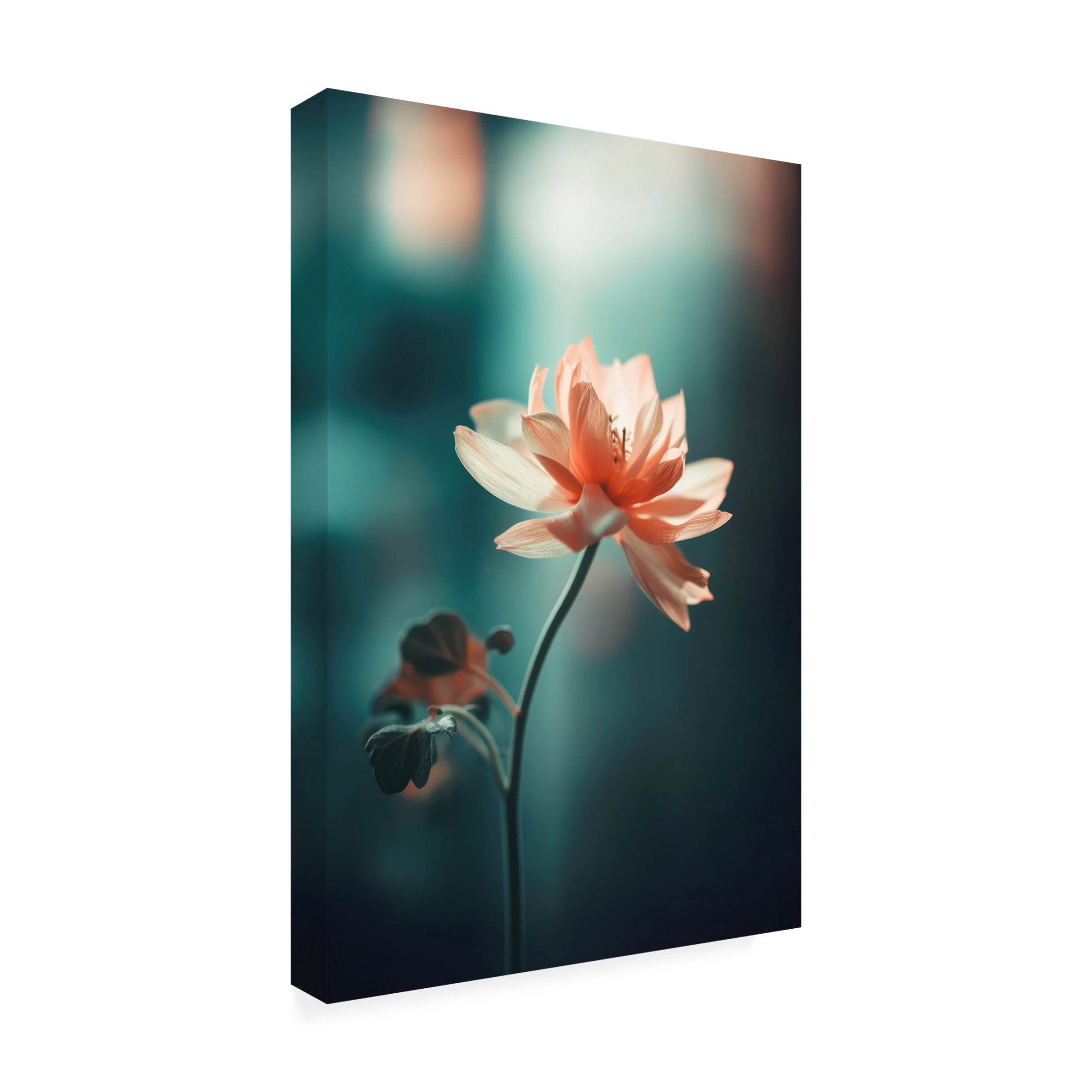 Trademark Fine Art Treechild  Coral Flowers At Night Canvas Wall Art