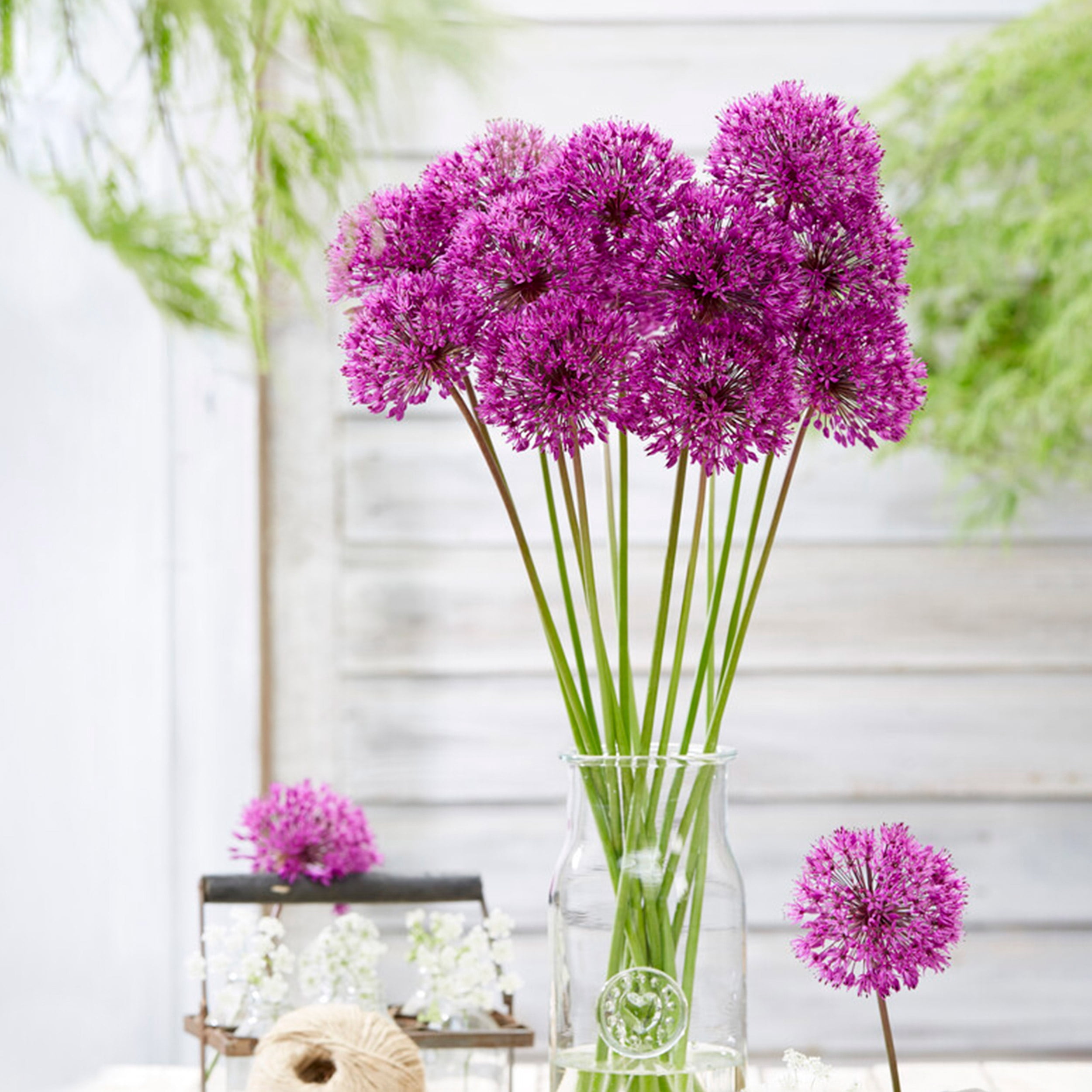 Garden State Bulb Purple Sensation Allium Flower Bulbs, 12/+ cm (Bag of 25)