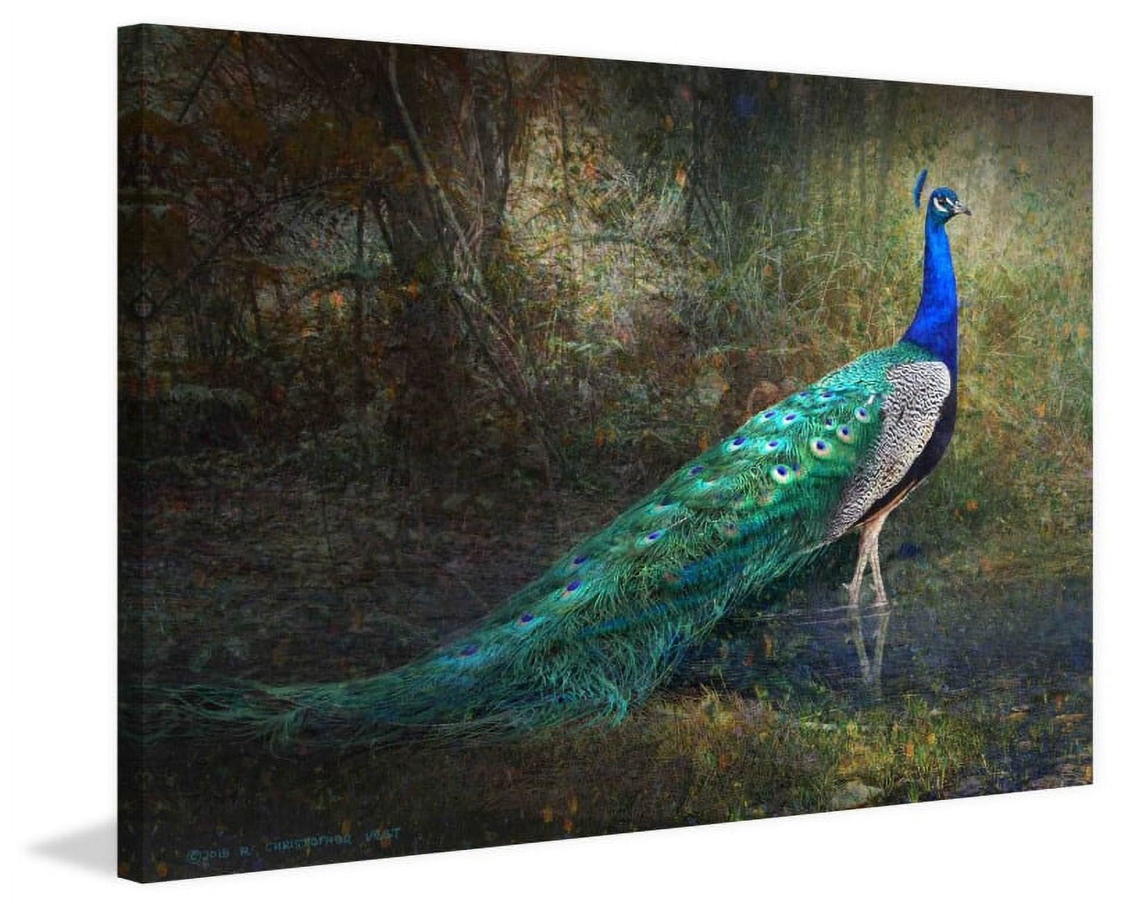 Marmont Hill - "Jungle Stream Peacock" by Chris Vest Painting Print on Wrapped Canvas