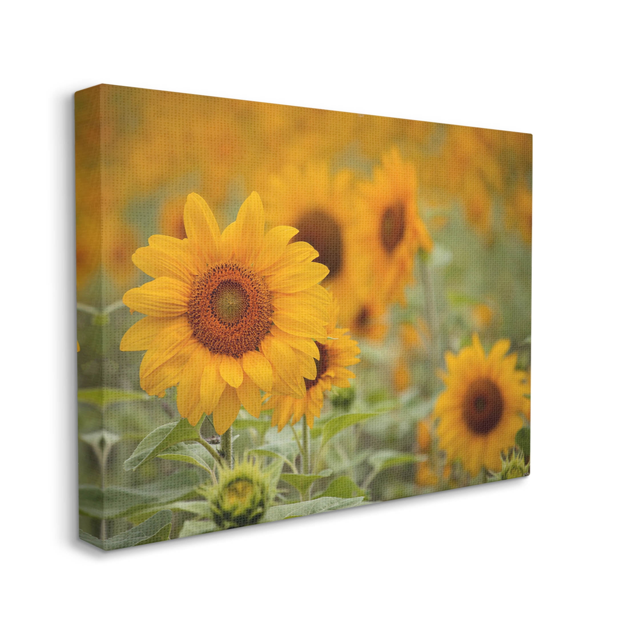 Sunflower Field Nature Blooms Botanical & Floral Photograph Gallery Wrapped Canvas Print Wall Art