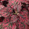 Proven Winners, Outdoor, Live Plants, Red, Hypoestes, 1.5PT, Each