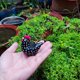 thumbnail image 5 of Adorno de Maceta Ganfancp Pollo Divertido Resina Suculenta 1X jardinera, 5 of 7