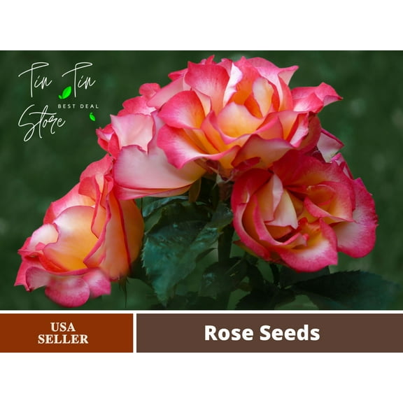 30 Rare seed-Love & Peace Rose Bush #1093-Authentic Seeds-Flowers-Seeds-Rose seeds-Herb seeds-Vegetable Seeds-Mix Seeds for Plant- B3G1