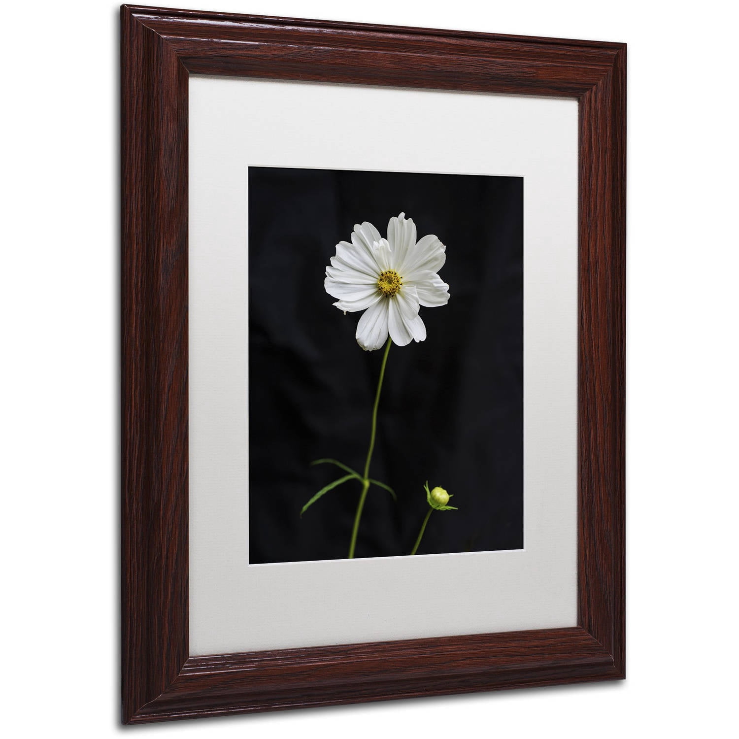 Trademark Fine Art "White Cosmos on Black" Canvas Art by Kurt Shaffer, White Matte, Wood Frame
