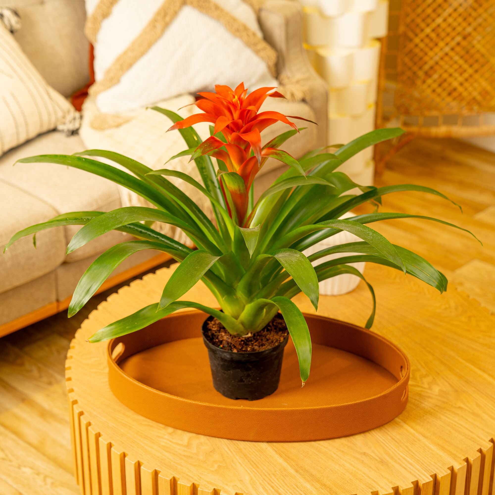 plant book Book