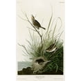 thumbnail image 2 of Vintage Apple Collection 16x24 Gold Ornate Wood Framed with Double Matting Museum Art Print Titled - Sharp Tailed Finch, 2 of 4