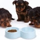 thumbnail image 3 of Laklulu Paquete de 2 comederos para mascotas para perros, gatos, cuenco de doble elevación, contenedor de agua y comida de plástico, 3 of 5