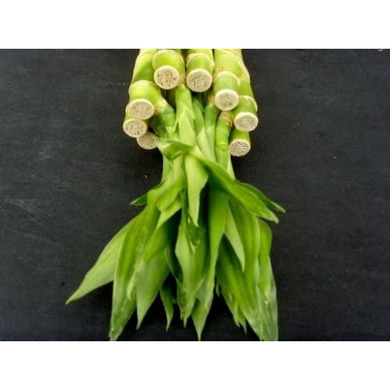 yellow marilyn monstera Monstera Yellow Marilyn (TC Plantlet) - Preorder | Plants
