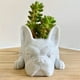 thumbnail image 2 of Bsvklp Resina Bulldog Suculenta Maceta Adornos Artesanía Jardín Césped (L), 2 of 7