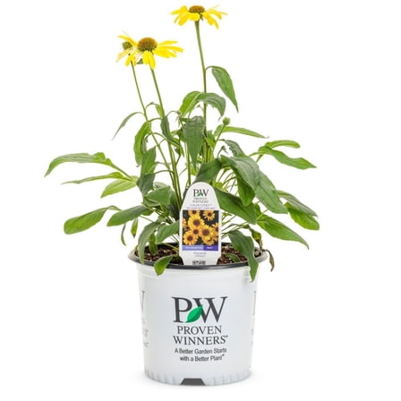 Proven Winners 6"  Color Coded 'Yellow My Darling' Coneflower Live Plant in 7.5" Pot