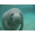 thumbnail image 2 of Manatee Sea Cow Cristal Wall Mural by Wallmonkeys Peel and Stick Graphic (24 in W x 18 in H) WM40183, 2 of 4
