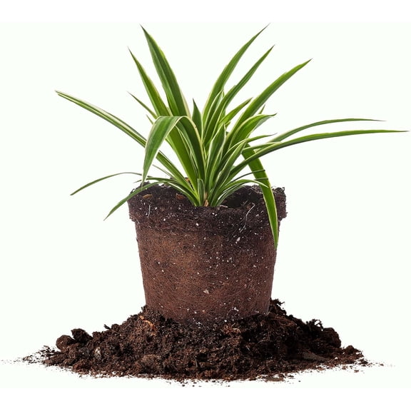 Reverse Variegated Spider Plant in 6in. Grower's Pot - Adds Color - Low Maintenance