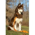 thumbnail image 3 of Aria the Fox Waterproof Dog Collar, 13 - 15 Inch, Orange, 3 of 4