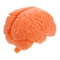 thumbnail image 1 of Human Brain Model: Anatomically Brain Model With Display Base For Science Education Classroom Study Display Teaching Medical Coffee, 1 of 3
