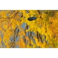 thumbnail image 2 of Grandmaison, Mike 14x11 White Modern Wood Framed Museum Art Print Titled - Canada, Ontario, Whitefish Vermilion River, fall, 2 of 4