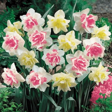 10 Double Daffodil Bulbs, Mixed Daffodil Bulbs, Cold Hardy, Easy Fall Planting