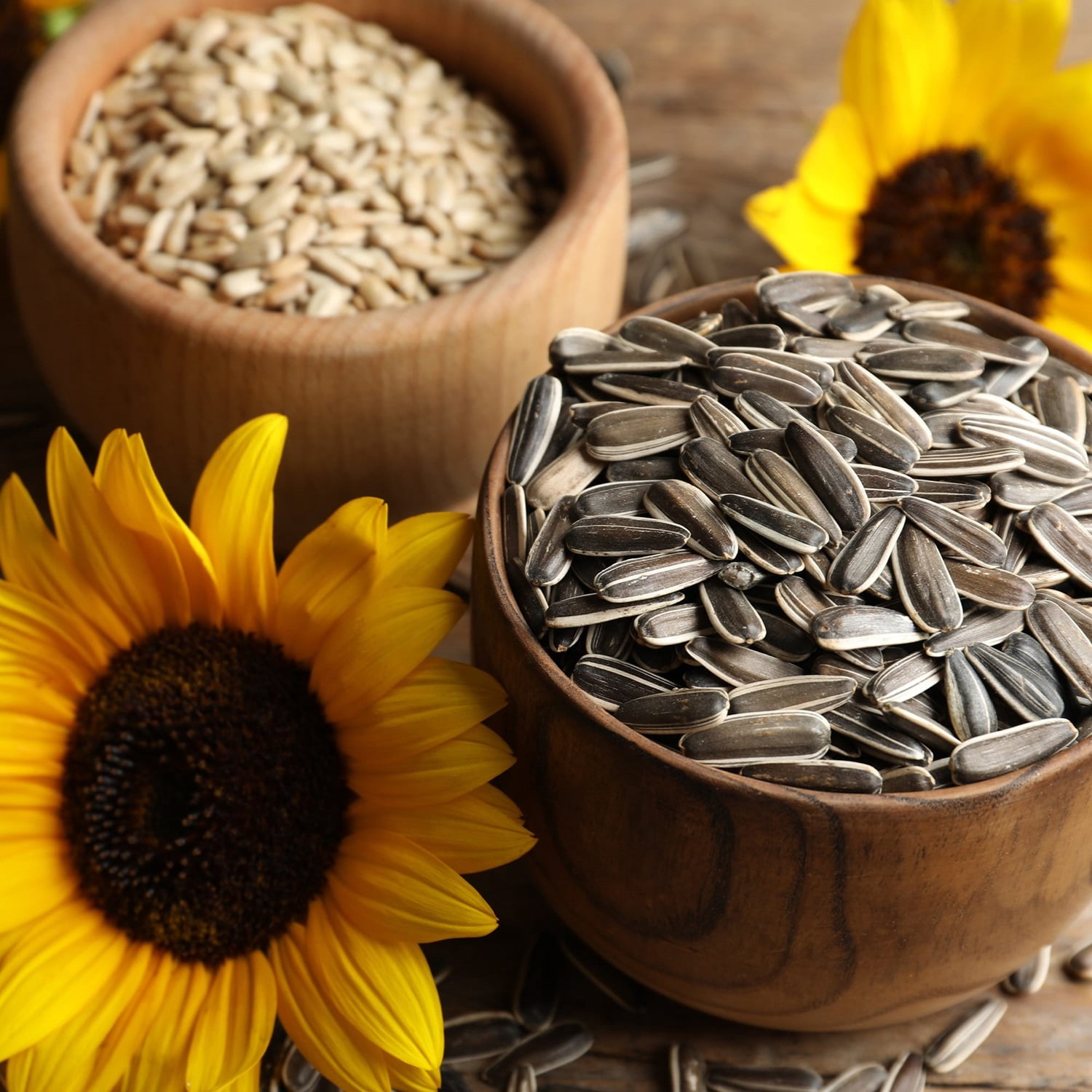 American Seed Sunflower Border Box Mix Annual Flower Seeds Full Sun