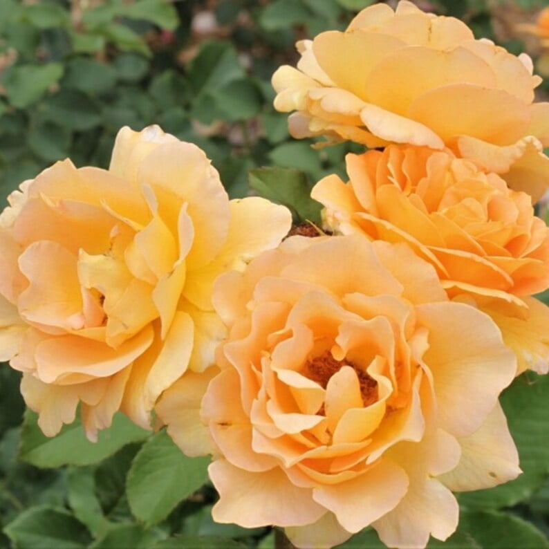 30 Honey Rose Seeds, Perennial Flower Mix, for Late Winter to Early Spring Planting