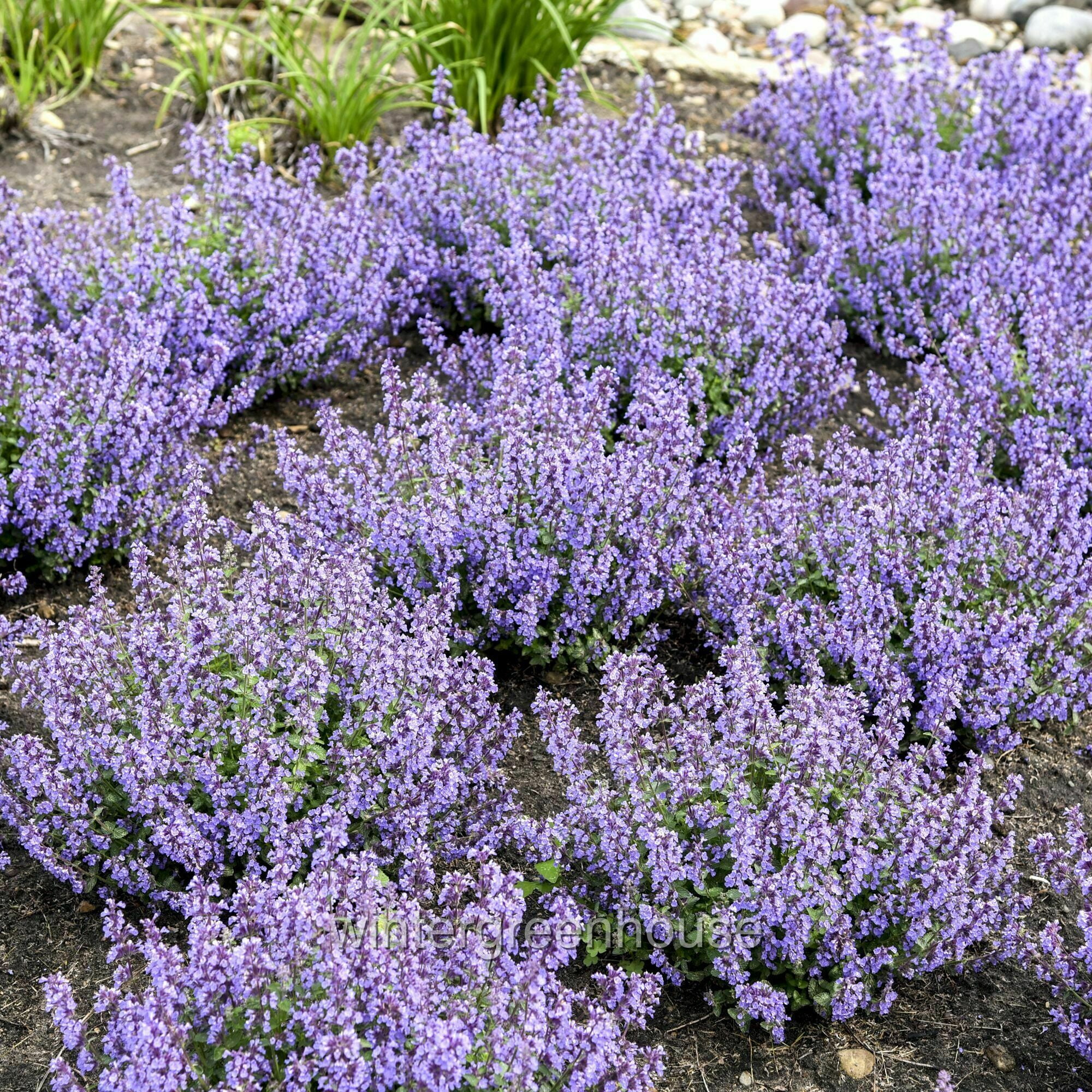 Nepeta Cat’s Pajamas Proven Winners, Catmint - Pot Size: 4.5in - Flowers