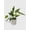 Low Variegation, variant on Epipremnum Pinnatum Albo Variegata Cebu Blue Live Mature Full Houseplant in Nursery Pot, Easy Low Maintenance Plant by JitoHouse (Bumble Plants)