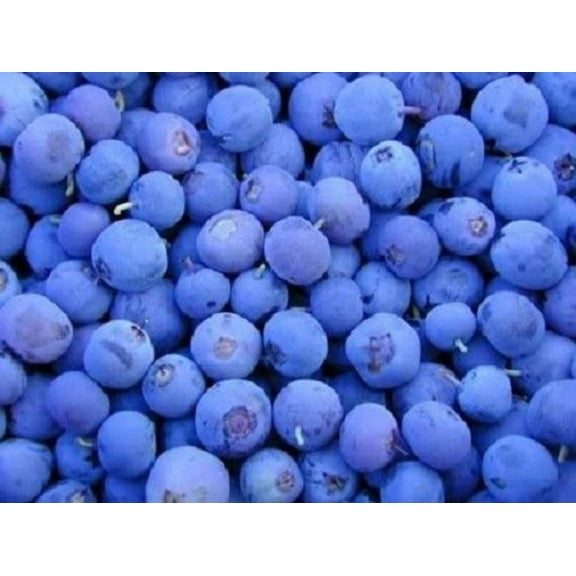 50 Northern HIGHBUSH BLUEBERRY BUSH Vaccinium Fruit Shrub Blue Berry White Flower Seeds