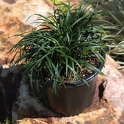 Altman Plants Mondo Grass | 1 gal. Grow Pot; Full to Partial Sun | Garden Annual, Outdoor Plant
